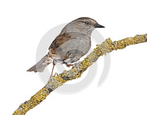 Gobemouche perched on a branch - Muscicapa striata