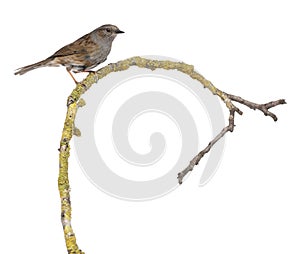 Gobemouche perched on a branch - Muscicapa striata