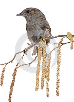Gobemouche perched on a branch - Muscicapa striata