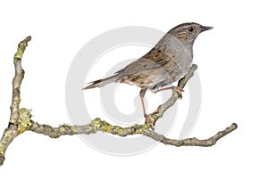 Gobemouche perched on a branch - Muscicapa striata