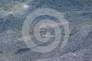 Gobi Couple off Padre Burgos, Leyte, Philippines