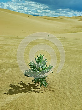 Gobi Desert Green Plant