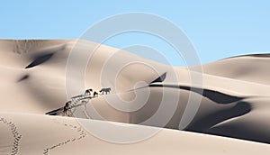Gobi desert Horses walking in the sand dunes