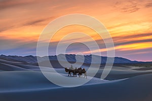 Gobi desert, may 2019, Mongolia : Camel going through the sand dunes on sunrise, Gobi desert Mongolia