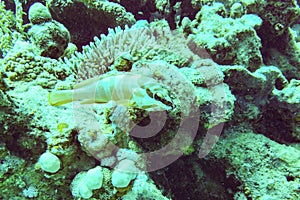 Gobies are fishes of the family Gobiidae