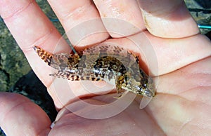 Gobiidae is a family of bony fish in the order Gobiiformes, one of the largest fish families comprising more than 2,000 species.