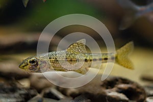 gobio gudgeon adult on sand bottom, freshwater wild caught and domesticated fish in temperate river biotope aquarium