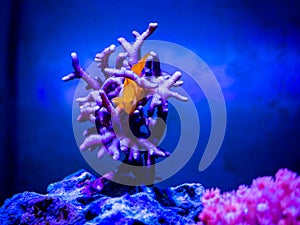 Gobiodon Okinawae on a montipora coral in a reef aquarium