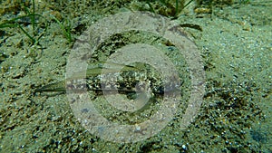 Gobius niger, black goby.