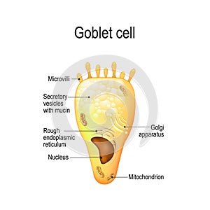 Goblet cell. Structure cell nucleus and other organelles.