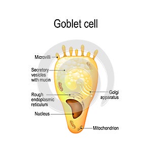 Goblet cell. Structure cell nucleus and other organelles. photo