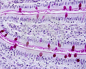 Goblet cells and brush border of intestinal epithelium