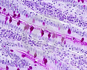 Goblet cells. Small intestine epithelium