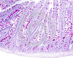Goblet cells. Small intestine epithelium photo