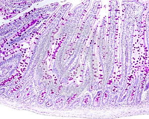 Goblet cells. Small intestine epithelium photo