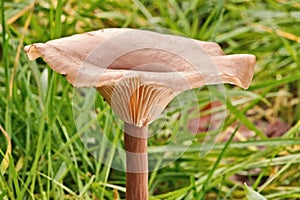 The Goblet Funnel Cap Fungus - Pseudoclitocybe Cyanthiformis
