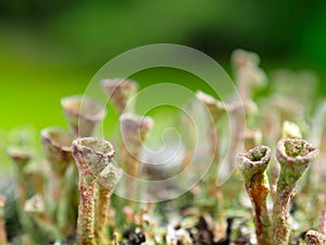 Goblet Lichen