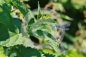 Damselflies tandem