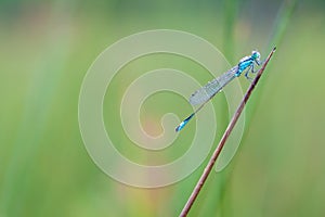 Goblet marked damselfly