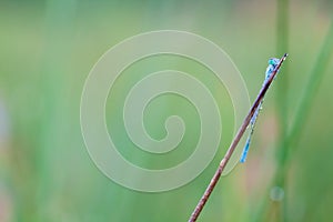 Goblet marked damselfly