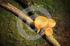 Goblet mushroom