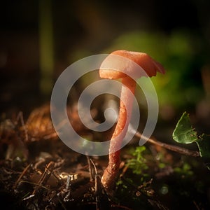 Goblet Waxcap mushroom grows from the forest floor Hygrocybe cantharellus