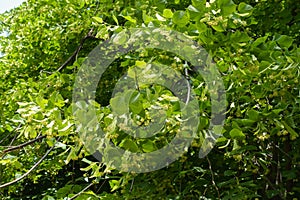 Gobs of flowers in the leafage of linden in mid June