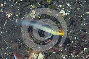 Goldenhead Goby Valenciennea strigata