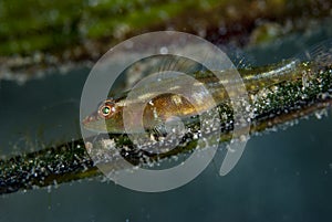 Common Ghostgoby Pleurosicya mossambica