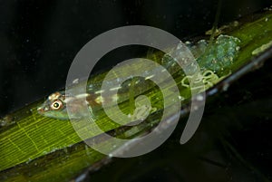 Common Ghostgoby Pleurosicya mossambica