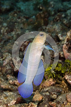 Goby