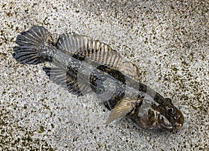 Goby or Bull-calf Round Timber (Gobiidae) sea fish