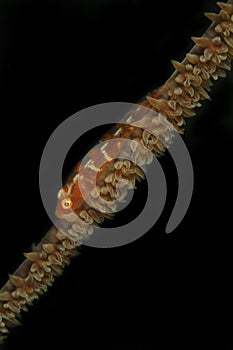 Goby Camouflage on Soft Coral, Mabul Island, Sabah