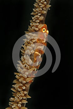 Goby Camouflage on Soft Coral, Mabul Island, Sabah