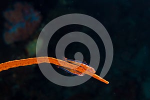 Goby couple on whip coral photo