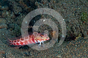 Goby fish close up portrait while diving indonesia