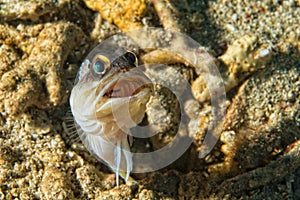 Goby fish