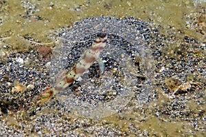 Goby fish