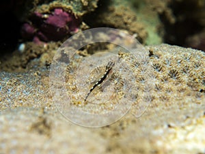 Goby fish on the coral