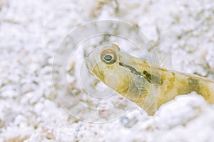 Goby fish