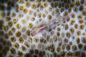 Goby fish