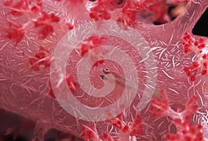 Goby fish swimming along spiral coral