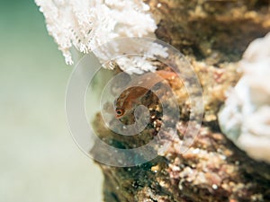 Goby fish at under the sea