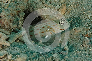 Goby in front of hole (Ctenogobiops)