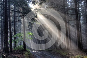 God beams - coniferous forest photo