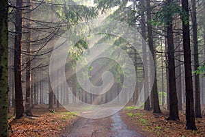 God beams - coniferous forest in fog photo