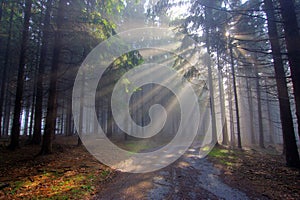God beams - coniferous forest in fog photo
