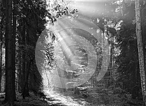 God beams - sunbeams in the morning forest