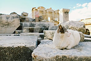 God cat in a ruin