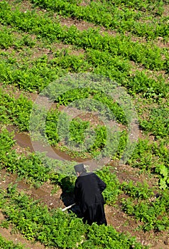 God`s agriculture,monk at work